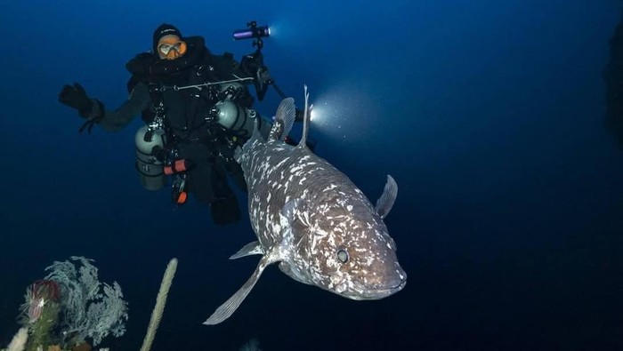 Ikan purba Coelacanth kembali ditemukan di Laut Maluku Utara.
