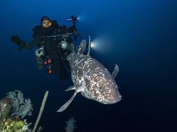 Ikan Purba Coelacanth Muncul di Maluku Utara Kejutkan Dunia