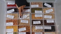 Museum menampilkan sampel berbagai jenis tumbuhan dan biji-bijian yang bisa dijadikan bahan baku dalam membuat tempe atau makanan tradisional khas Indonesia itu. (ANTARA FOTO/Nyoman Hendra Wibowo)