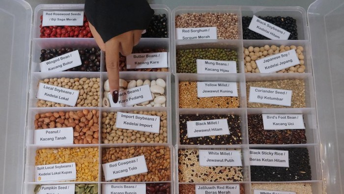 Seorang mahasiswa mengamati gambar mengenai tempe berbahan kedelai saat mengunjungi museum tempe di Tempego Experience, Ubud, Gianyar, Bali, Selasa (27/5/2025). Museum tempe yang dibuka pada Januari 2025 tersebut banyak dikunjungi mahasiswa dan wisatawan sebagai pusat edukasi mengenai sejarah, manfaat, dan cara pembuatan tempe secara higienis serta menampilkan sampel berbagai jenis tumbuhan dan biji-bijian yang bisa dijadikan bahan baku dalam membuat tempe atau makanan tradisional khas Indonesia itu. ANTARA FOTO/Nyoman Hendra Wibowo/bar