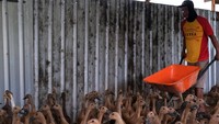 Seorang pekerja mendorong gerobak di antara bebek petelur di peternakan mandiri milik Dyah di Jalan Ebony, Desa Parit Baru, Kecamatan Sungai Raya, Kabupaten Kubu Raya, Kalimantan Barat, Selasa (27/5). (ANTARA FOTO/Jessica Wuysang)