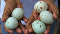 Salah satu pekerja terlihat memperlihatkan telur-telur segar yang baru saja diambil dari kandang, menunjukkan hasil panen harian yang mencapai sekitar 300 butir telur. Telur-telur ini dipasarkan dengan harga Rp2.500 per butir, baik ke pasar tradisional maupun langsung kepada konsumen, memberikan kontribusi signifikan bagi perekonomian. (ANTARA FOTO/Jessica Wuysang)