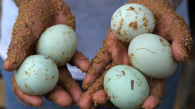 Mengintip Sukses Budi Daya Bebek Petelur Mojosari di Kubu Raya
