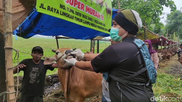 Pemeriksaan hewan jelang Idul Adha di Sidoarjo