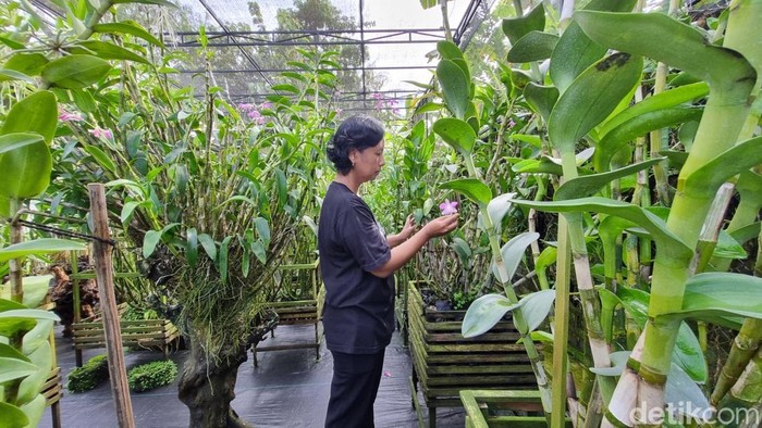 Pemilik Widy Orchid di Mriyan, Donotirto, Kretek, Bantul, Sri Widyastuti (52), Selasa (27/5/2025).