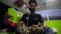 Selain itu juga fokus pada pemanenan dan pengolahan eceng gondok menjadi produk bernilai tambah seperti bantal, pengharum ruangan, hingga penyerap minyak (oil absorbent). 