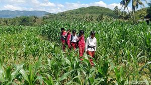 Bertaruh Nyawa Ala Siswa SD di KBB demi Mengejar Ilmu