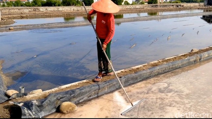 Petani Garam di Probolinggo Petani Garam di Probolinggo