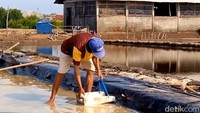 Setelah lebih dari enam bulan tak bisa menikmati hasil dari tambak garam karena cuaca yang tidak menentu, mereka kini mulai memetik hasil yang menggembirakan.