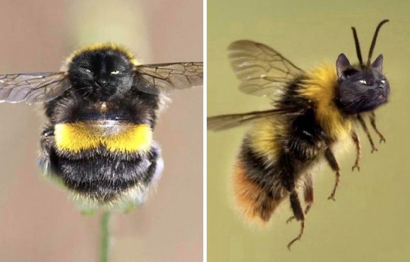 Deretan photoshop ini kalau dilombain pasti dapat juara, sih. Kocak-kocak dan lumayan menghibur.