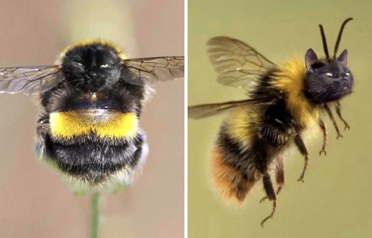 Photoshop Kocak yang Layak Dapat Award, Lumayan Bikin Nyengir Deretan photoshop ini kalau dilombain pasti dapat juara, sih. Kocak-kocak dan lumayan menghibur.