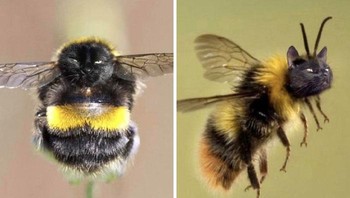 Adik perempuannya sering photoshop kucingnya jadi lebah. Foto: mattjh via Bored Panda  