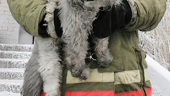 Pemadam kucing yang menyelamatkan kucing lainnya yang ada dalam bahaya. Foto: McWanghole via Bored Panda  