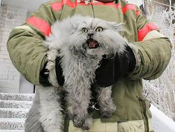 Photoshop Kocak yang Lumayan Bikin Nyengir