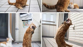 So far, ini yang terbaik. Foto: Erace89 via Bored Panda  