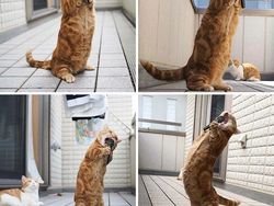 Photoshop Kocak yang Lumayan Bikin Nyengir