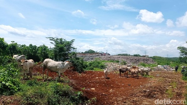 Waspada Penjualan 'Sapi Sampah' untuk Kurban, Ini Risikonya