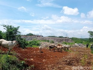 Waspada Penjualan Sapi Sampah untuk Kurban, Ini Risikonya