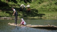 Warga mengakui bahwa menyeberangi sungai menggunakan rakit bukan tanpa risiko, terutama saat musim hujan atau ketika arus sungai sedang deras. Namun, bagi mereka, rakit tetap menjadi solusi praktis untuk mengatasi keterbatasan infrastruktur jalan yang memadai di kawasan tersebut. ANTARA FOTO/Abdan Syakura