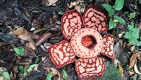 Nggak Cuma 1, Indonesia Punya 16 Spesies Rafflesia, Ditemukan di Daerah yang Berbeda