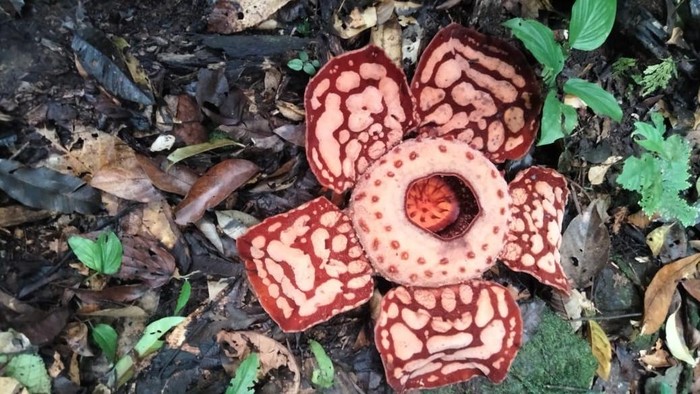 Rafflesia Hasseltii yang langka ditemukan mekar di Muratara