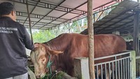 Sambo, seekor sapi dengan berat 1,27 ton ini menjadi hewan kurban untuk Hari Raya Idul Adha 2025 di Kabupaten Musi Rawas, Sumatera Selatan. Sambo merupakan sapi kurban yang diberikan oleh Presiden Prabowo Subianto. Foto: Dok. Istimewa