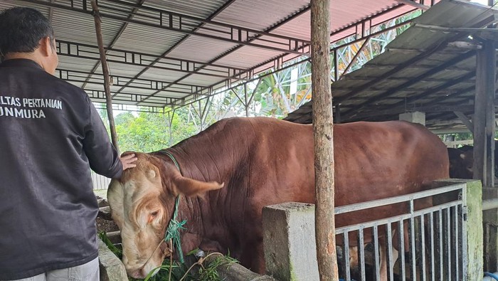Sambo, sapi kurban dari Presiden Prabowo untuk Kabupaten Musi Rawas