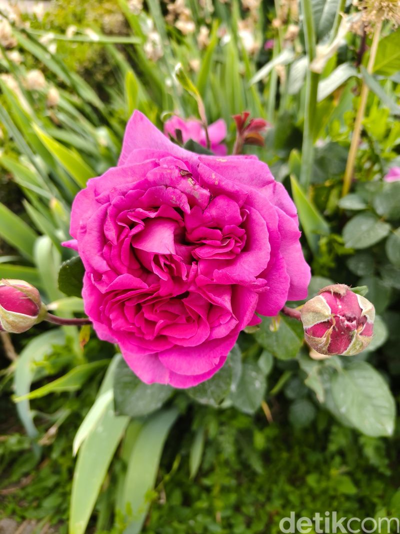 Sampel foto Realme GT 7