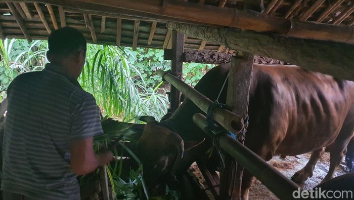 Sapi asal Bandung, Playen, Gunungkidul yang menjadi hewan kurban Presiden RI, Prabowo Subianto, Selasa (27/5/2025).