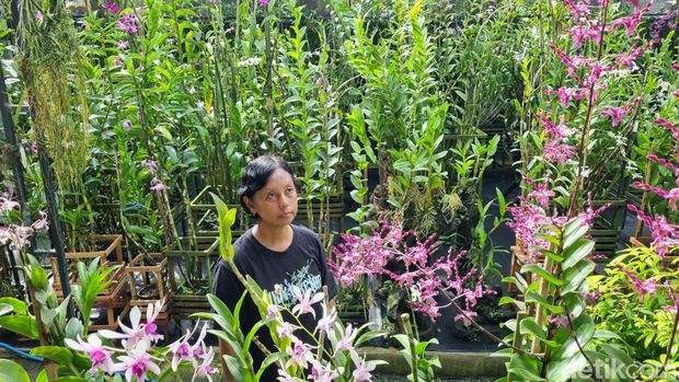 Suasana green house milik wanita asal Bantul, Selasa (27/5/2025).