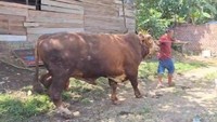 Prabowo juga menyiapkan seekor sapi untuk kurban di Kota Lubuklinggau, Sumatera Selatan. Sapi berbobot 850 kg itu bernama Vigor. (Dok. Istimewa)