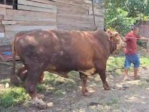 Melihat Vigor, Sapi Kurban Presiden Prabowo di Kota Lubuklinggau