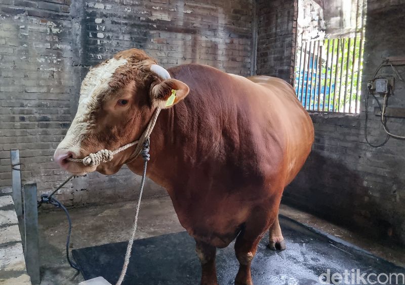 Bruno gemoy, sapi kurban yang dibeli Prabowo dari peternak Surabaya