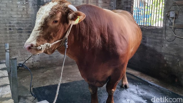 Bruno gemoy, sapi kurban yang dibeli Prabowo dari peternak Surabaya Bruno gemoy, sapi kurban yang dibeli Prabowo dari peternak Surabaya