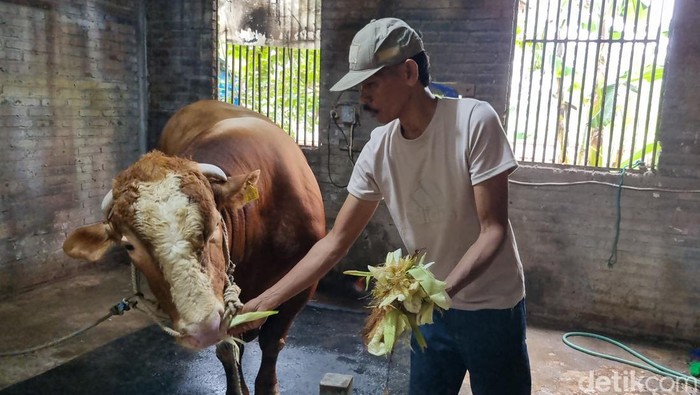 Bruno gemoy, sapi kurban yang dibeli Prabowo dari peternak Surabaya