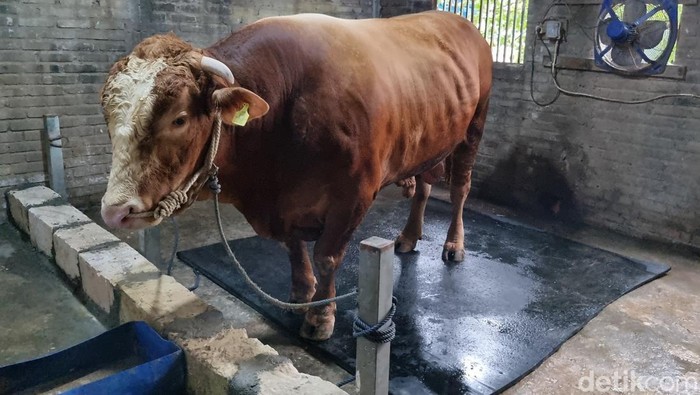 Bruno gemoy, sapi kurban yang dibeli Prabowo dari peternak Surabaya