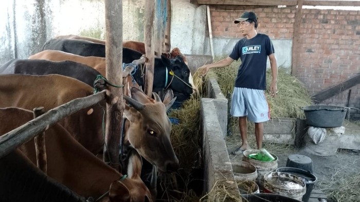 Kandang sapi milik Putra, salah satu peternak di Musi Rawas.