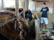 Jual Hewan Kurban Lewat Medsos, Asa Pedagang di Musi Rawas Raup Cuan Lebih