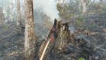 Potret 2 Ha Lahan Hutan Lindung di Riau Rusak Akibat Dibakar