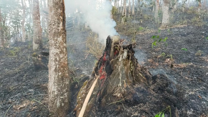 Lahan seluas 2 Ha di area Hutan Lindung Bukit Batuah, Kuansing, Riau, rusak akibat pembakaran, pada Senin (25/5/2025).