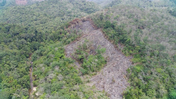 Lahan seluas 2 Ha di area Hutan Lindung Bukit Batuah, Kuansing, Riau, rusak akibat pembakaran, pada Senin (25/5/2025) Lahan seluas 2 Ha di area Hutan Lindung Bukit Batuah, Kuansing, Riau, rusak akibat pembakaran, pada Senin (25/5/2025).