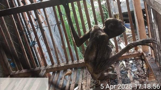 Owa endemik Kalimantan bernama Gollum dalam kondisi memprihatinkan saat baru ditemukan.