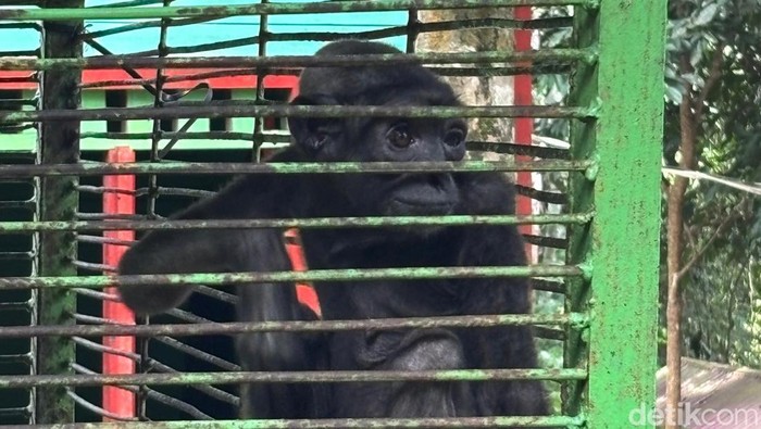 Owa Kalimantan bernama Gollum setelah mendapat perawatan.