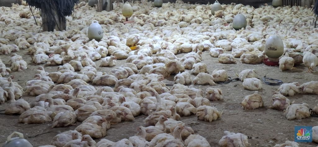 Pantauan harga ayam dan sertifikasi halal di salah satu Rumah Potong Hewan Unggas (RPHU) di Pulo Gadung, Jakarta Timur, Rabu (28/5/2025). (CNBC Indonesia/Chandra Dwi)