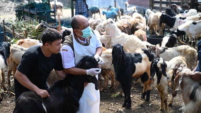 Pemeriksaan hewan jelang idul adha di Banyuwangi