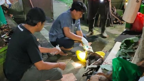Petugas mengambil sampel otak anjing yang menggigit warga di Kecamatan Mendoyo, Jembrana, Bali, untuk kemudian diuji di Balai Besar Veteriner (BBVet) Denpasar, Sabtu (24/5/2025). (Foto: Dok. Istimewa)