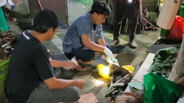 Petugas mengambil sampel otak anjing yang menggigit warga di Kecamatan Mendoyo, Jembrana, Bali, untuk kemudian diuji di Balai Besar Veteriner (BBVet) Denpasar, Sabtu (24/5/2025). (Foto: Dok. Istimewa)