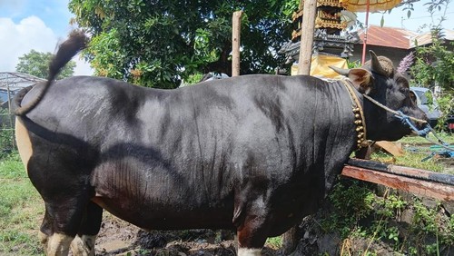 Presiden Prabowo Subianto membeli sapi berukuran jumbo peternak di Buleleng.