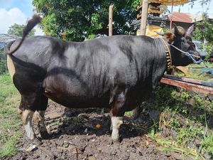 Prabowo Beli Sapi Kurban Berbobot 772 Kg Seharga Rp 75 Juta di Buleleng