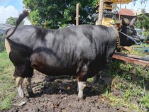 Prabowo Beli Sapi Kurban Berbobot 772 Kg Seharga Rp 75 Juta di Buleleng